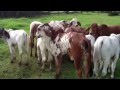 Terneros Gyr Ecos Del Porvenir 5