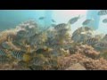 Video of Weedy Sea Dragon, Cuttlefish