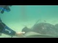 Diving with Large Stingrays at Rye Pier | Smooth Rays
