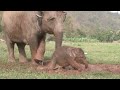 baby elephant Dok-Mai has her first mud bath