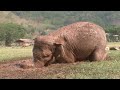 baby elephant Dok-Mai has her first mud bath