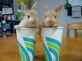 Deux petits lapins trop mignons qui ont l air a leur aise dans ces gobelets