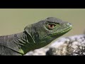 Basilisk Lizards