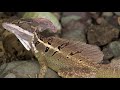 Basilisk Lizards