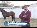 Argentina X Argentinos Jujuy La Cantada Parque Botanico Criadero de caballos Peruanos Quesillo