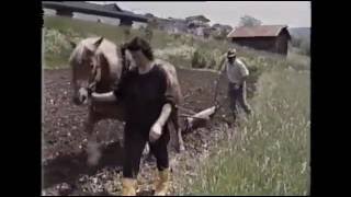 1988 - aratura con cavallo