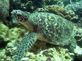 Pemba, Tanzania with Swahili Divers
