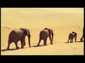 Elephants in the Namib desert - Wild Africa - BBC