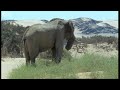 Elephants in the Namib desert - Wild Africa - BBC