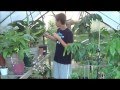 New Interesting Plants In My Greenhouse and Update