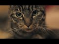 A Cat's Guide To Taking Care Of Your Human