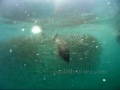 Amazing Salmon and Rockfish Feeding on Baitfish during a Seward Alaska Fishing Charter
