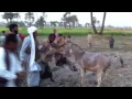 Saraiki fun