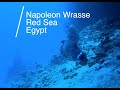 Napoleon Wrasse off the Coast of Egypt - Red Sea | Napoleon Wrasse