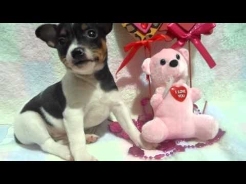 american pitbull terrier puppies for sale uk rat terrier puppies for sale from reputable dog breeders american pitbull terrier puppies for sale uk rat terrier puppies for sale from reputable dog breeders