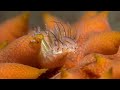 Fireworm on a Sea cucumber | Fireworm
