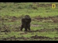How to Survive a Gorilla Charge
