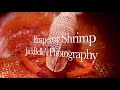 Video of Emperor shrimp