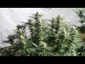 Medical Marijuana Grow WEEK 4 Super Lemon Haze-BuBBA KUSH-Sensi Star-White Widow
