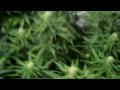 Medical Marijuana Grow WEEK 4 Super Lemon Haze-BuBBA KUSH-Sensi Star-White Widow