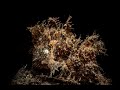 Pair of Nudiantennarius subteres | Lembeh Frogfish