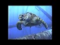 Commercial Diver and a Turtle
