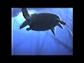 Commercial Diver and a Turtle