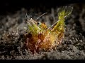 Green Humpback Prawn shedding skin | Green Humpback Prawn