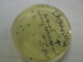 Pblu Plasmid