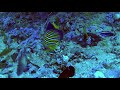 Video of angelfish