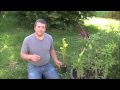 Plantas Carnivoras - Curso Iniciante 7 aulas (Video) Default