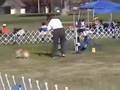 World's Shortest Agility Career World's Shortest Agility Career