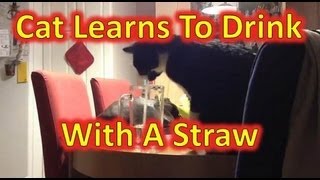 Kitty Drinks From Straw 