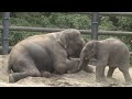 Baby elephant Lily's first year in 2 minutes