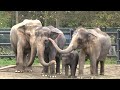 Baby elephant Lily's first year in 2 minutes