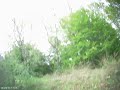 Κυνήγι αγριόχοιρου στο Χαμηλό 2
