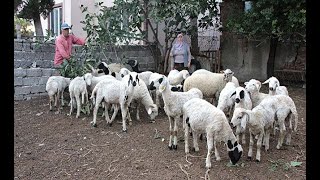 Emekli ikramiyesiyle aldığı 27 koyun çalındı