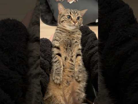 猫の動画サムネイル - 大暴れやんちゃ猫を落ち着かせるママwww #shorts #猫 #cat
