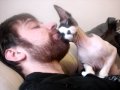 O Gato que adora barba O Gato que adora barba