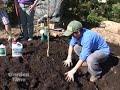 Plant a Cherry Tree