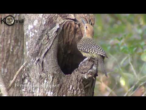 A quick look at some of the Cuban Birds