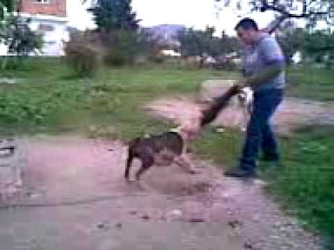 dogo argentino hunting boar. Club Dogo Argentino Bulgaria