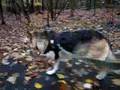 Three-Legged Dog Jerry Runs Through the Woods in New Jersey