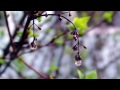 Instrumental Guitar Music ▶ Meditation, Relaxation, Yoga, Work, Sleep, Stress, Mind (HD)