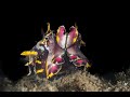 Video of Flamboyant Cuttlefish