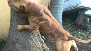 Ace, 32 kgs, e mete respeito