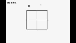 empty punnett square