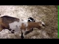 Cute baby animals - Funny baby goats jumping