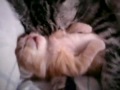 Cat mom hugs baby kitten