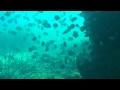 Freediving Mérou !  | Mérou 
